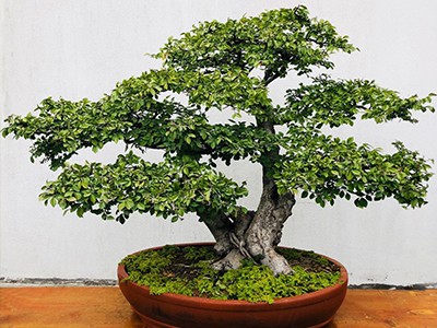 糖心VLGO生活方式作品八