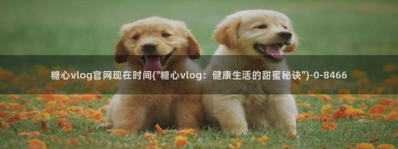 柚子猫糖心vlog完整版
