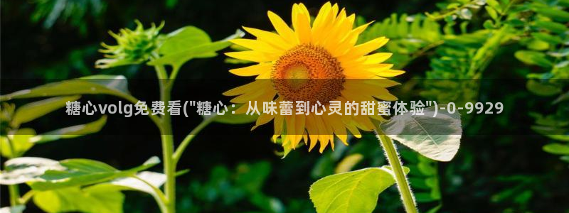 糖心vlog是一个怎么样的app